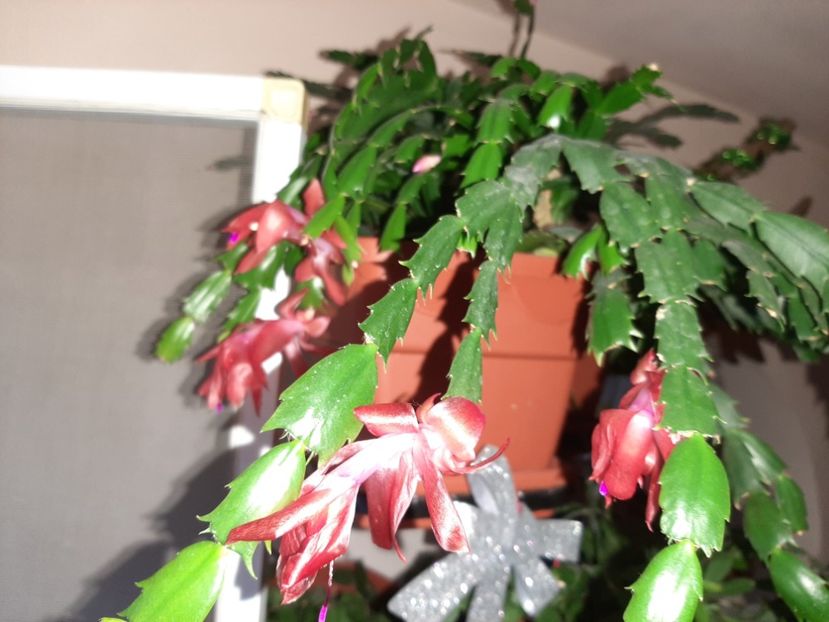  - Florile mele decembrie 2020