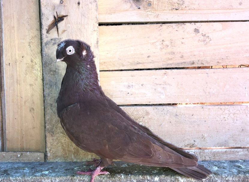 12152  femelă  2016 - Plecați ALBUM 4