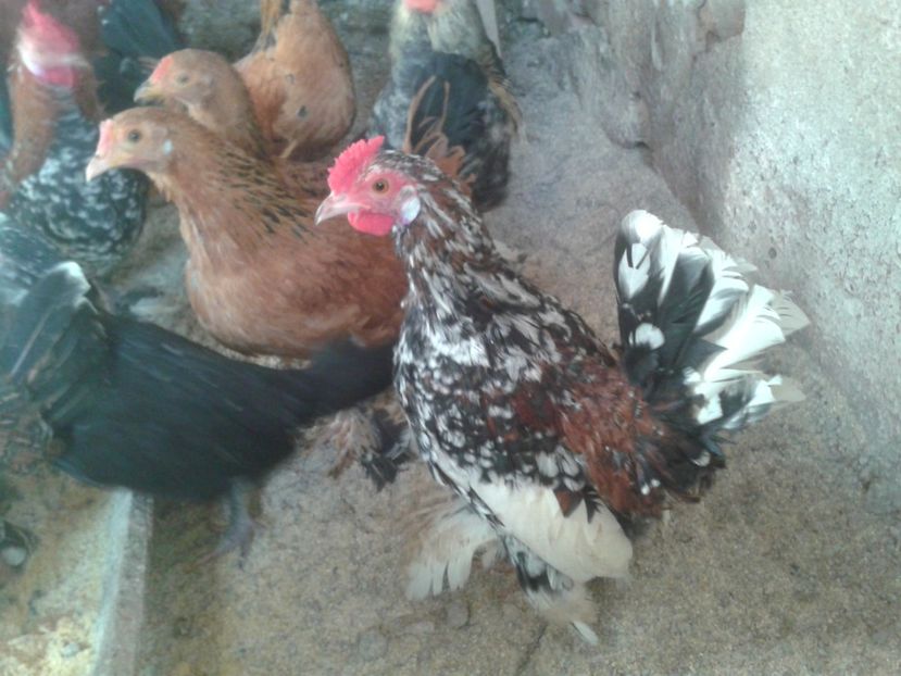 Fotografie0244 - COCOSEI PITICI 2020 DE VANZARE