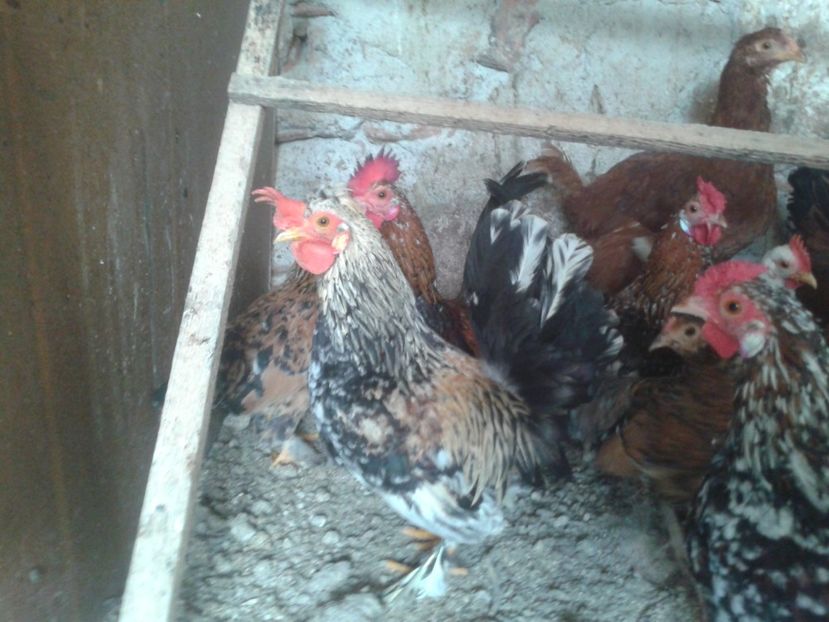 Fotografie0245 - COCOSEI PITICI 2020 DE VANZARE