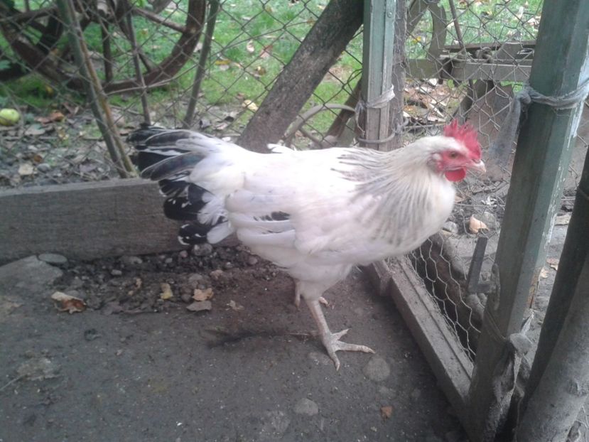 cocos 2020 SUSEX - COCOSEI PITICI 2020 DE VANZARE