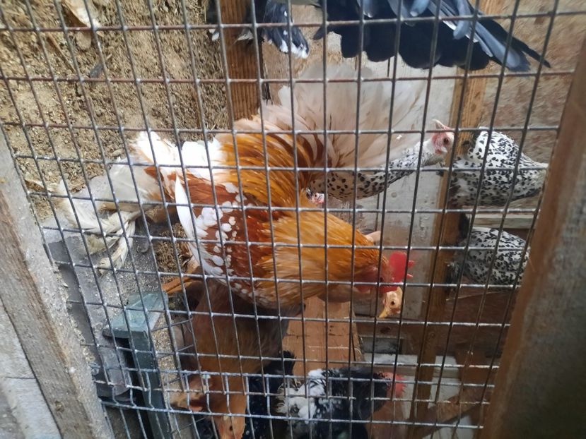  - gaini mii de flori