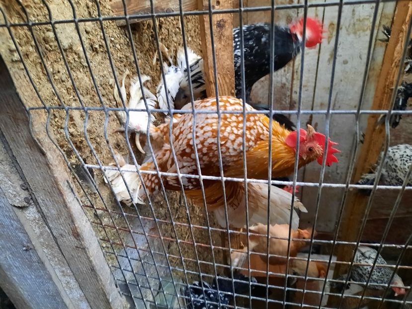  - gaini mii de flori