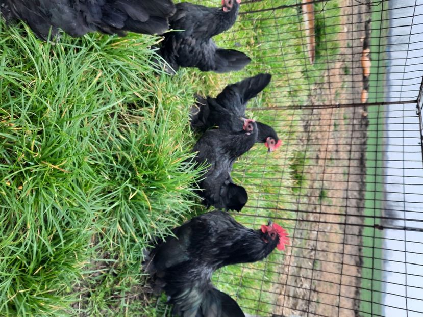  - gaini mii de flori