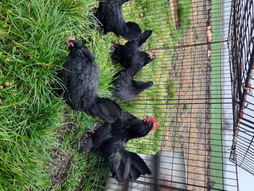  - gaini mii de flori