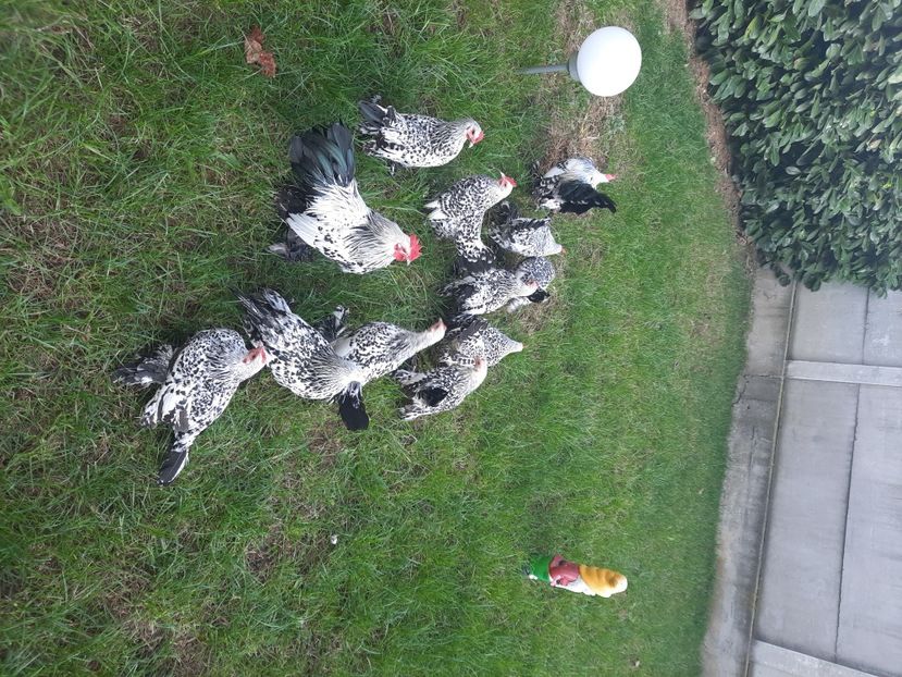  - gaini mii de flori