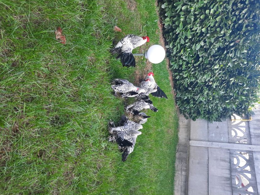  - gaini mii de flori