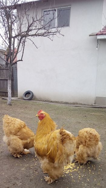  - Cochinchina Matcă 2022