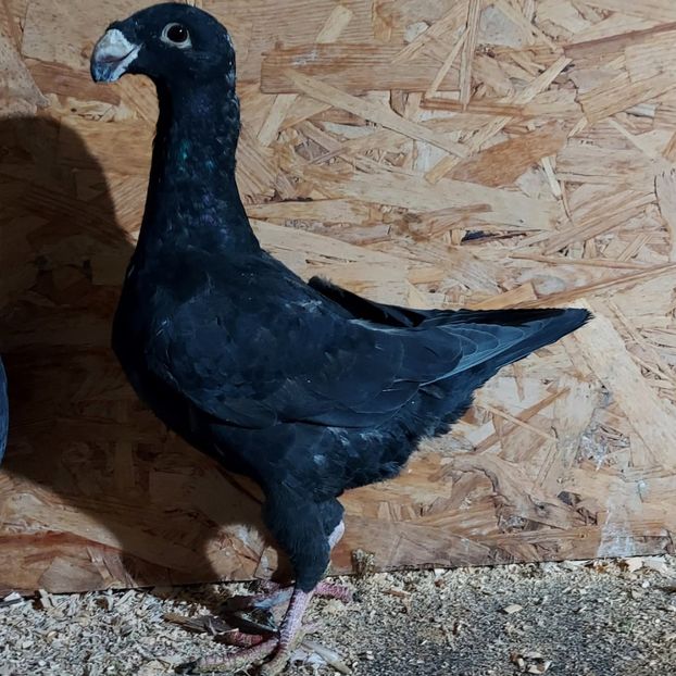  - 3---AGH DAȚI 2019 - 2025