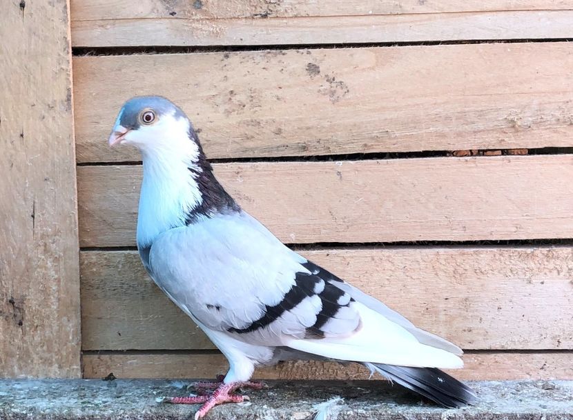 8750  femelă  2020 - Plecați ALBUM 3