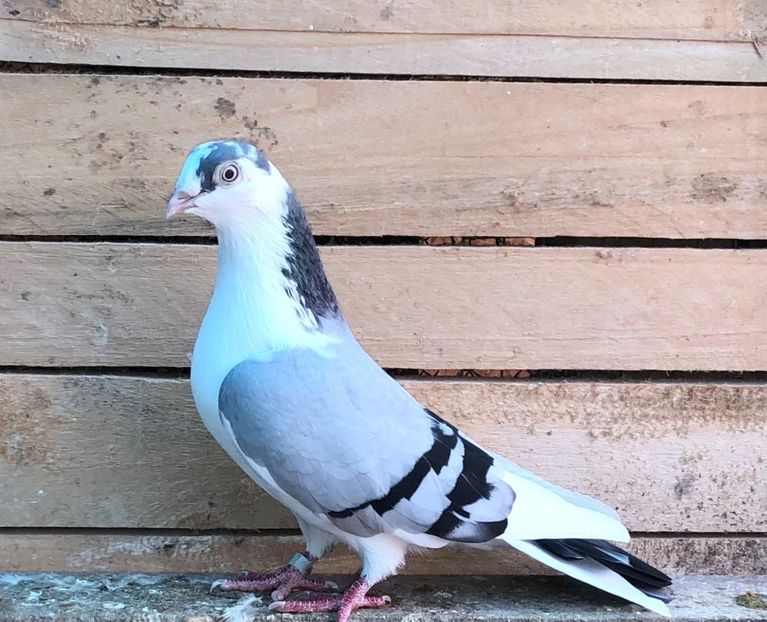 6874  femelă  2019 - B - perechi 2022