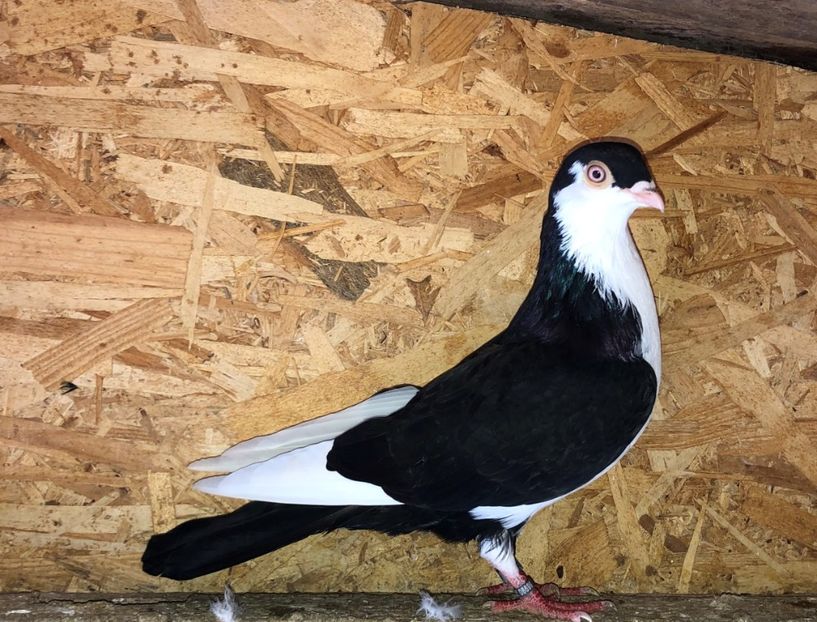 8699  mascul  2020 - B - perechi 2022