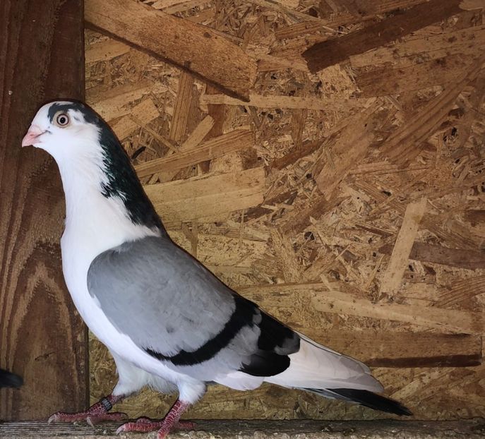 8659  mascul  2020 - B - perechi 2022