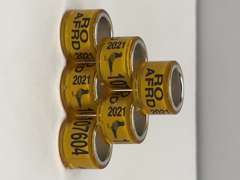 F10B0B4E-6198-4046-8979-5CCF13ECF24D - Inele Asociatie AFRD cu talon 2021