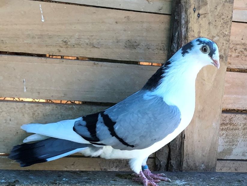 8707  femelă  2018 - B - perechi 2022