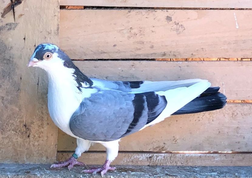 6939  femelă  2019 - B - perechi 2022