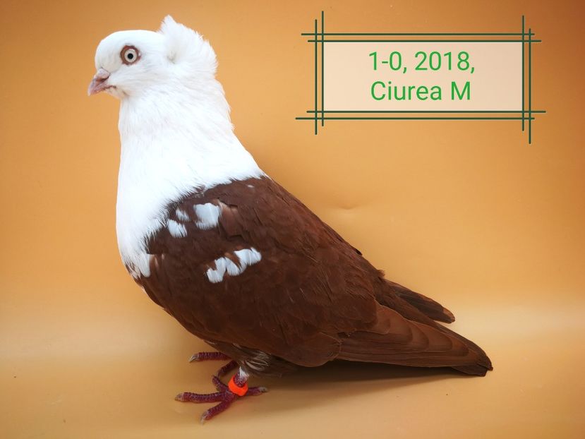  - Masculi pestriti pe roșu