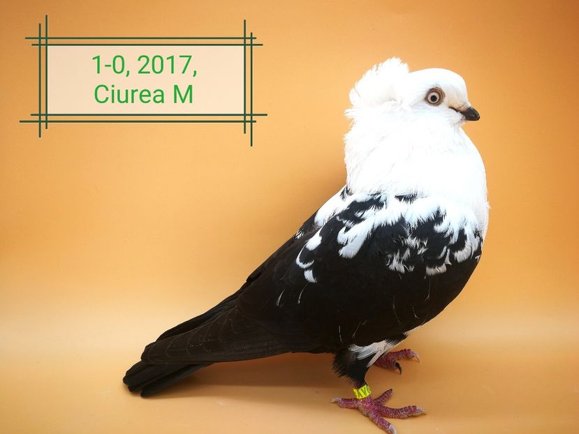  - Masculi pestriti pe negru