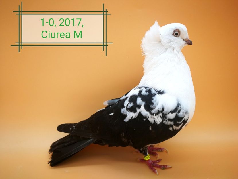  - Masculi pestriti pe negru