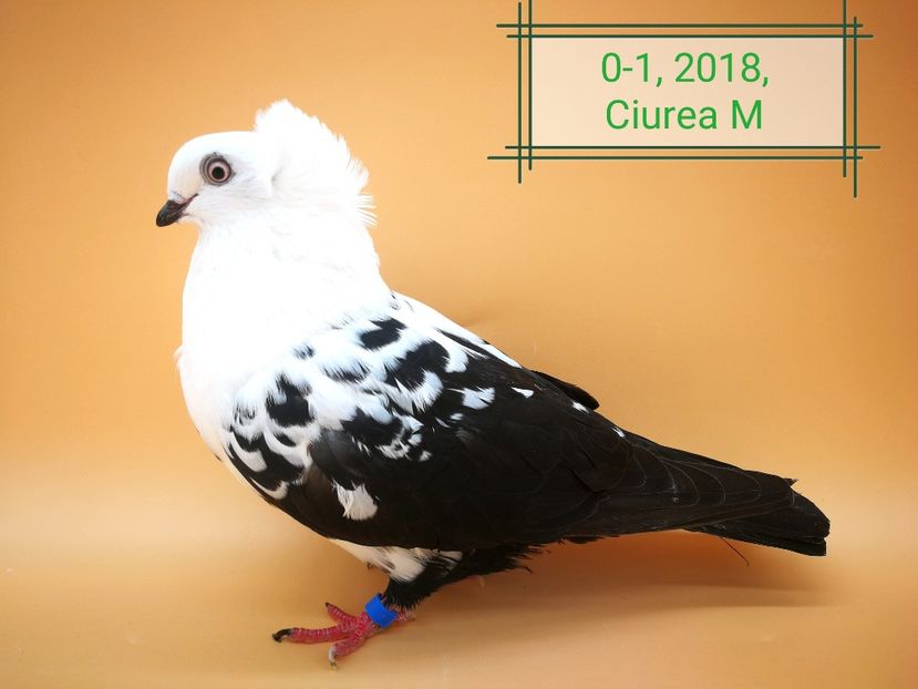  - Femele pestrițe pe negru