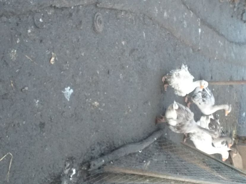  - Gaste decembrie 2020