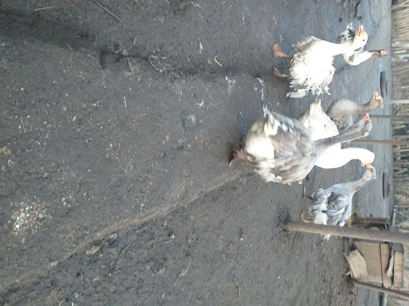  - Gaste decembrie 2020