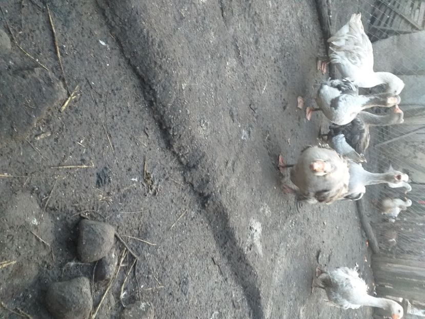  - Gaste decembrie 2020