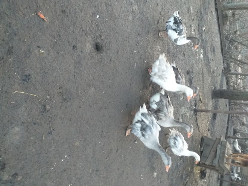  - Gaste decembrie 2020