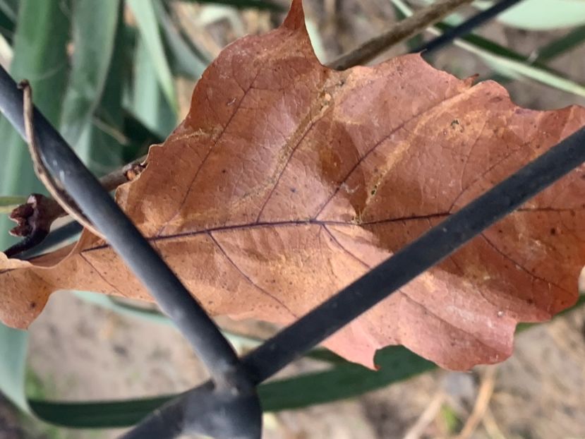 Stejar rosu - Din gradina