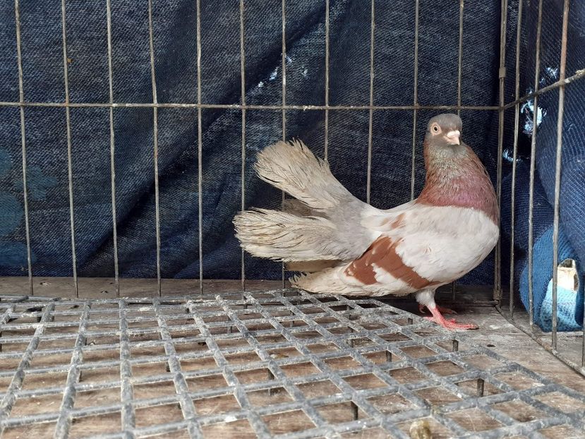 received_3113219222068855 - 9-Dungat Romanesc