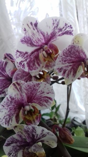 20190206_115202(0) - 003-1 ORHIDEE