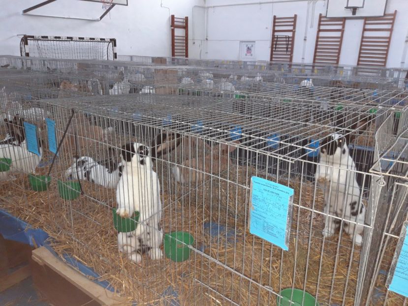  - Expo dec Bistrita 2019