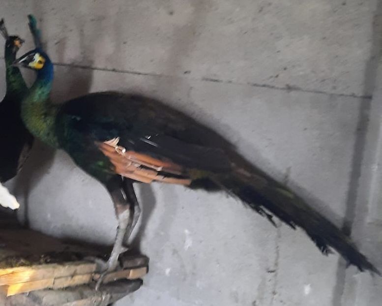 D4BE1546-658E-467D-AA75-AB1294E034E8 - Pauni