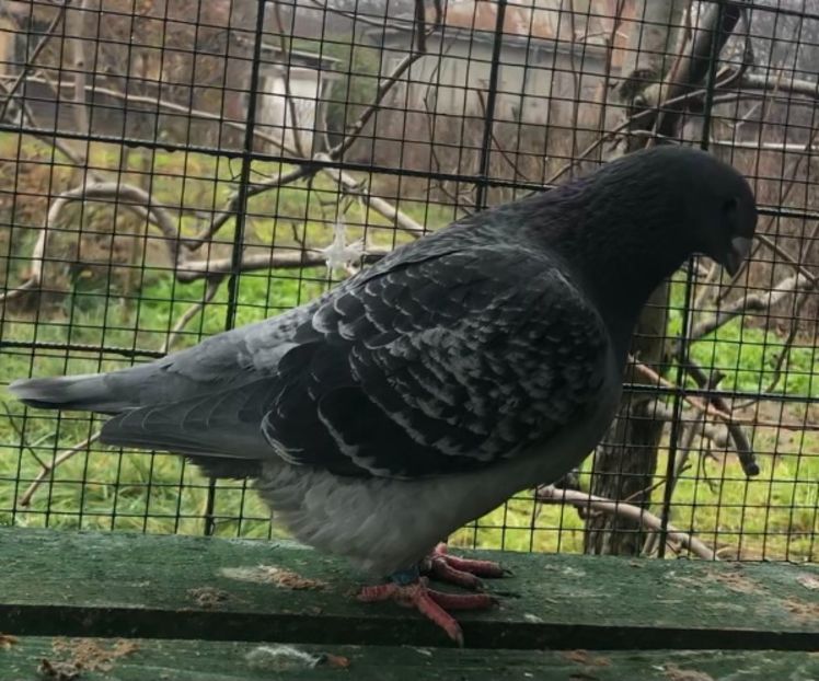 F2018 - Femele pentru 2021