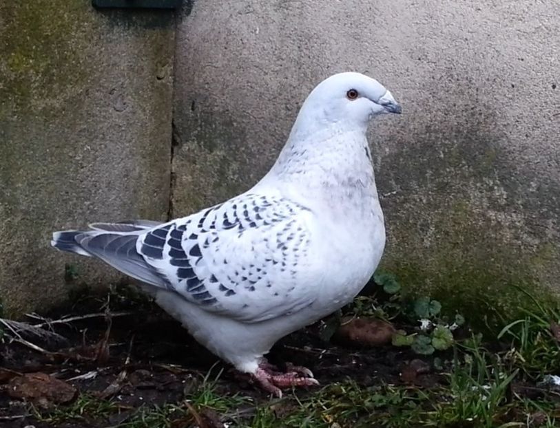 PL20-JRS 37 (F.) Archiwum - g- MLODE-2020 - Youth