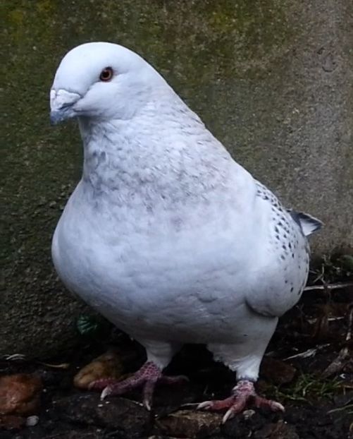 PL20-JRS 37 (F.) - g- MLODE-2020 - Youth