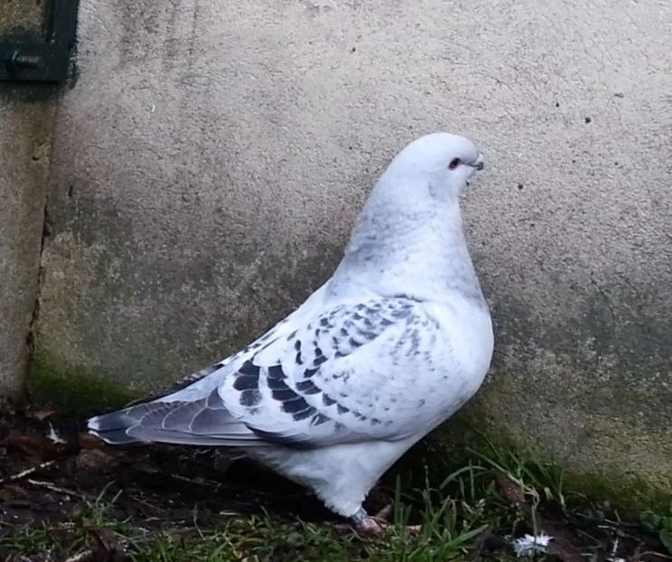 PL20-A757 (M.) - g- MLODE-2020 - Youth