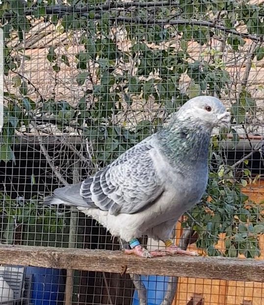 Juliano M 2019 - 2020 Guti si Cuci