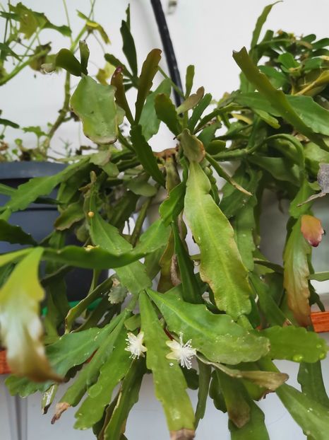  - Cactusi suculente 2020