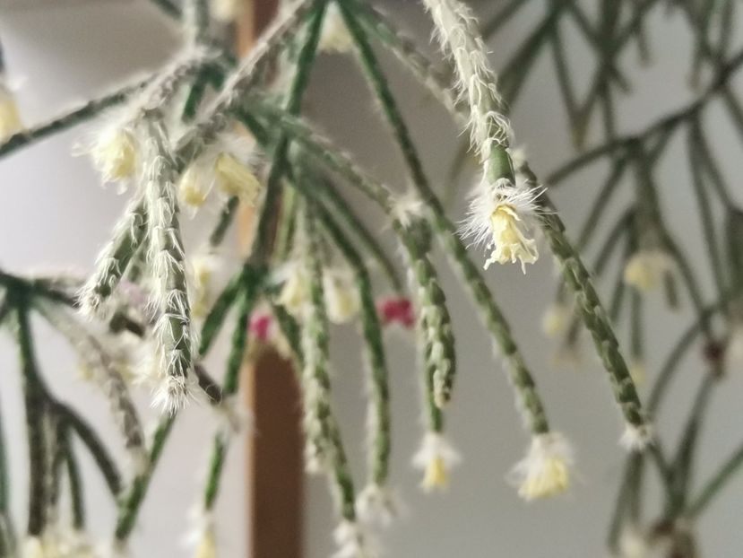  - Cactusi suculente 2020