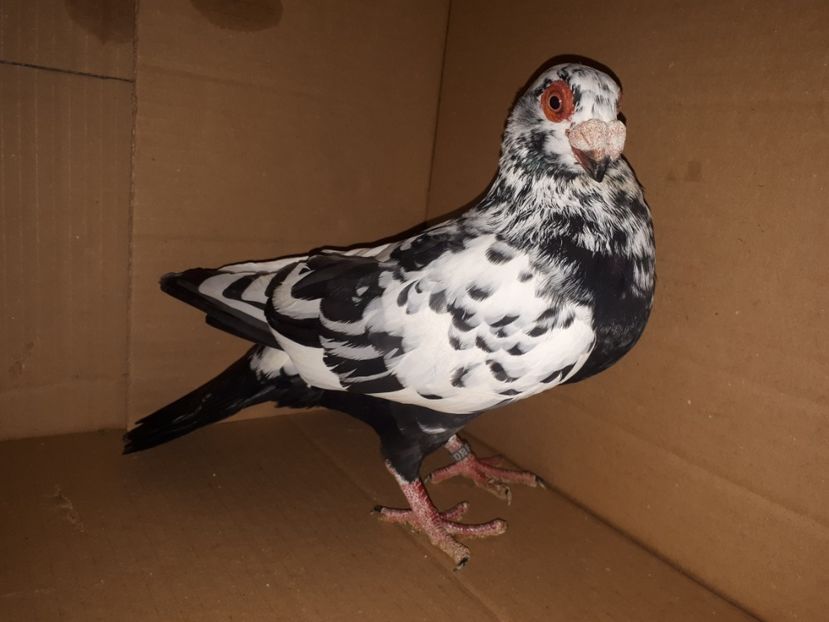 M - J2 _ tineret 2020