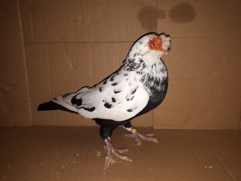  - J _ carunculați 2020