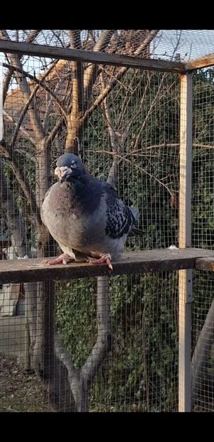 Rusul 2015 - 2020 Guti si Cuci