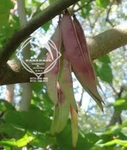 pomul lui Iuda8 - ARBORELE lui IUDA
