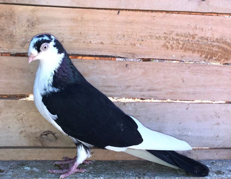 femelă  2017 - Plecați ALBUM 3