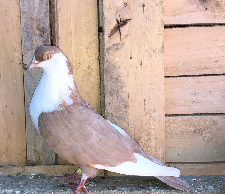 2039  femelă  2017 - Plecați ALBUM 3