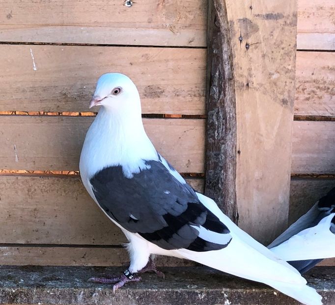 6077  femelă  2016 - B - perechi 2022