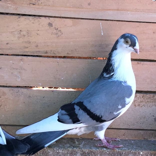 25935  femelă  2017 - 00001 porumbei dragi mie arhivă