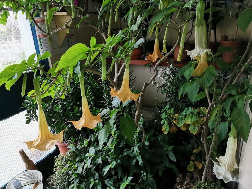  - Plantele de la Epurare 2020