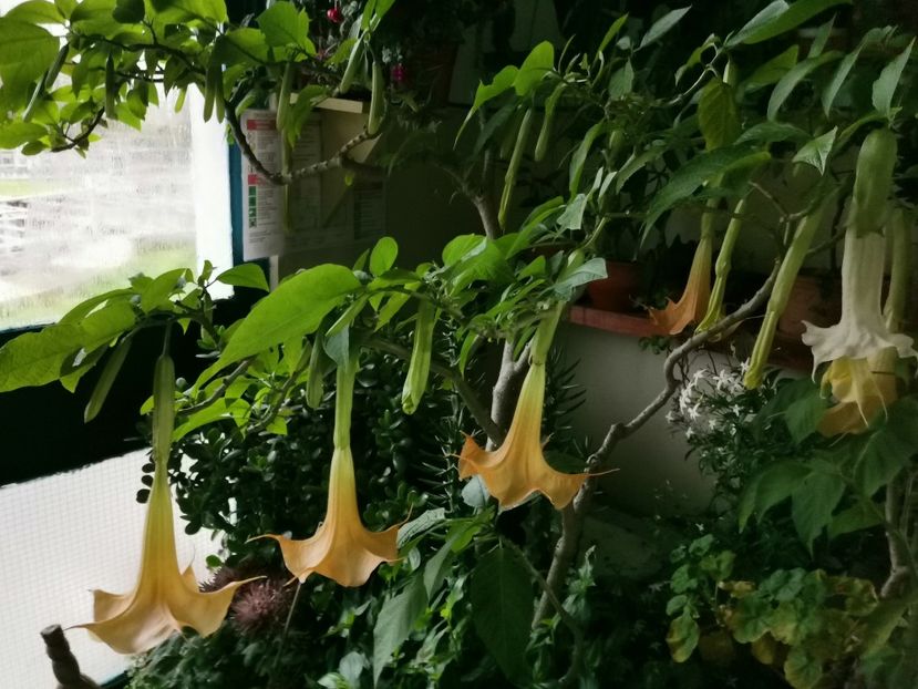  - Plantele de la Epurare 2020